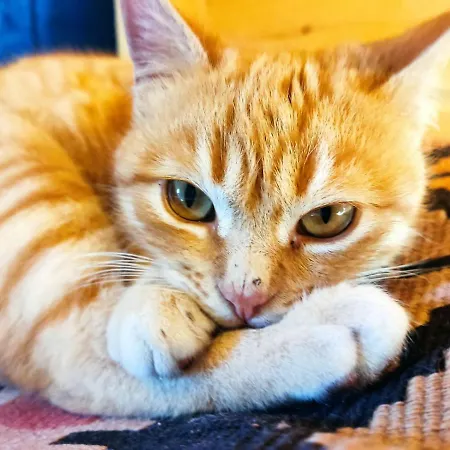 Riverside Forest Retreat-chalet Καρπενήσι