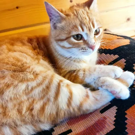 Σαλέ Riverside Forest Retreat-chalet Καρπενήσι