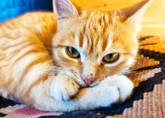 Riverside Forest Retreat-chalet Karpenisi